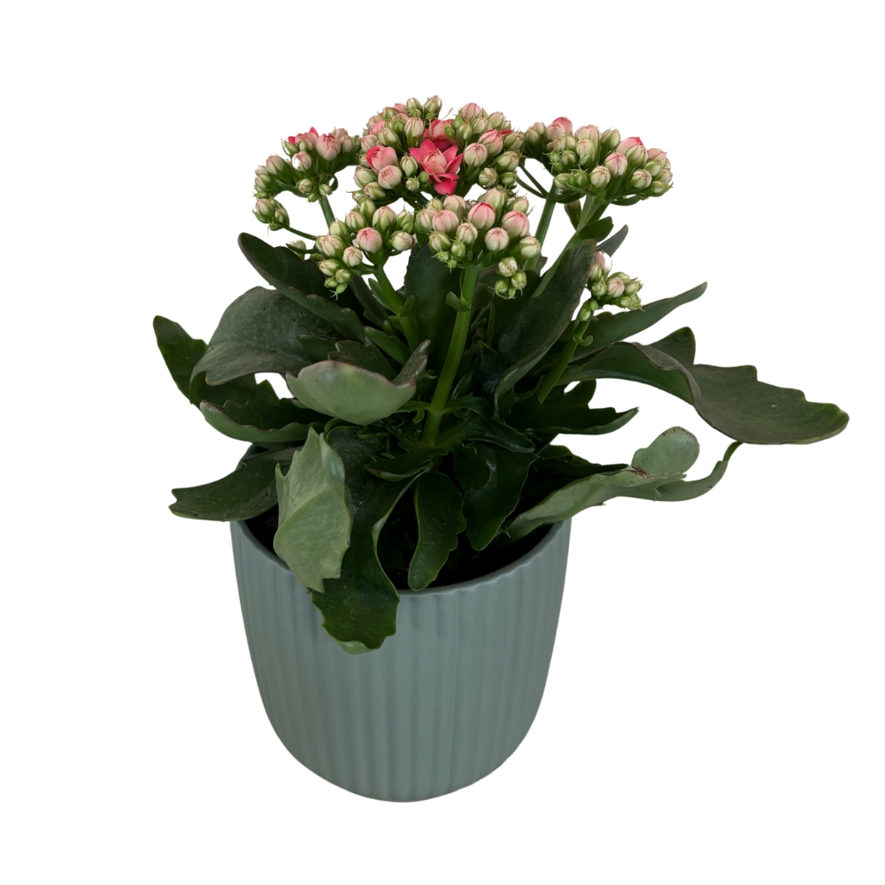 Kalanchoe