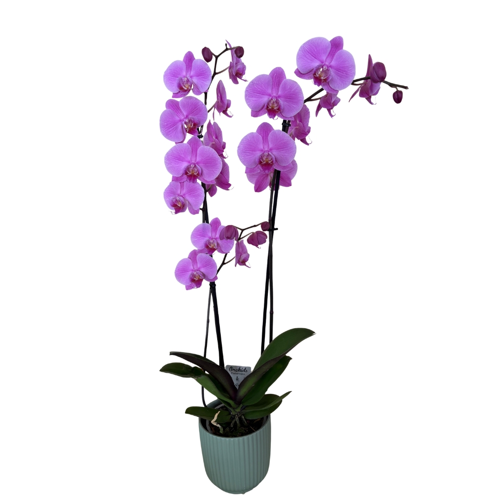 Phalaenopsis Lilás